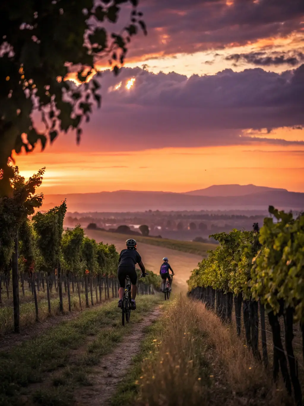 A cyclist riding a gravel bike on a dirt road through a vineyard, showcasing gravel riding activities offered by Le COMITÉ DÉPARTEMENTAL DU CHER.